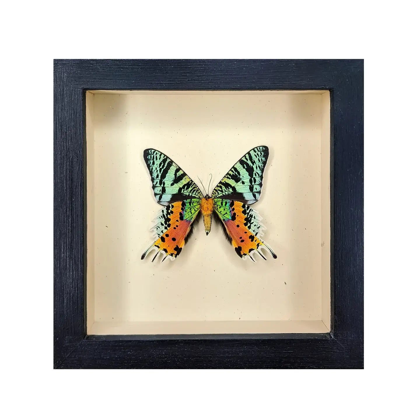 wall art - shadowbox - sunset moth (verso mount) by green beetle shop