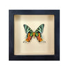 wall art - shadowbox - sunset moth by green beetle shop