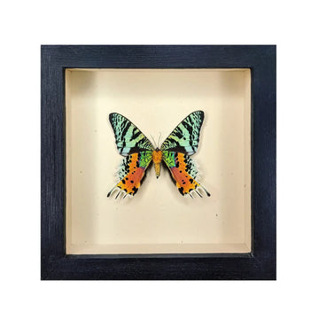 wall art - shadowbox - sunset moth by green beetle shop
