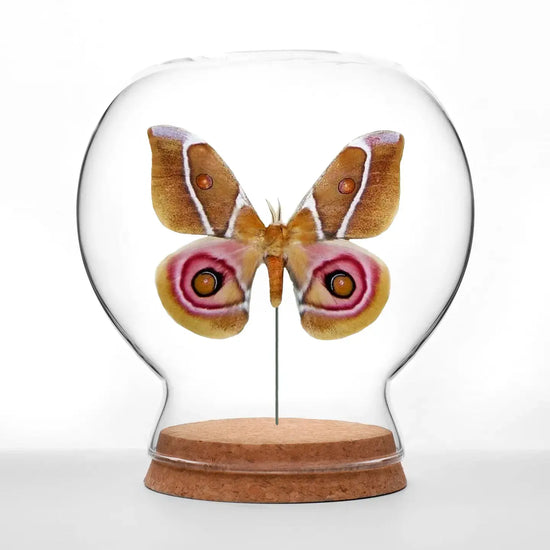 insect art - globe - suraka silk moth by green beetle shop