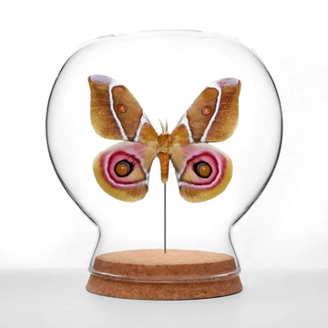 insect art - globe - suraka silk moth by green beetle shop