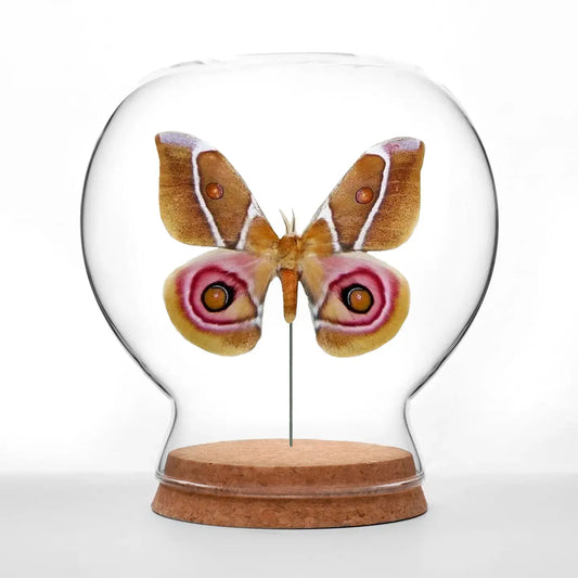 insect art - globe - suraka silk moth by green beetle shop