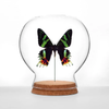 Insect Art | Globe | Sunset Moth