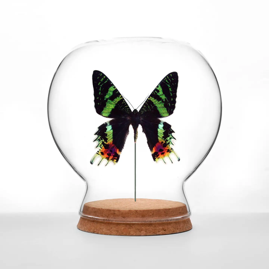 Insect Art | Globe | Sunset Moth