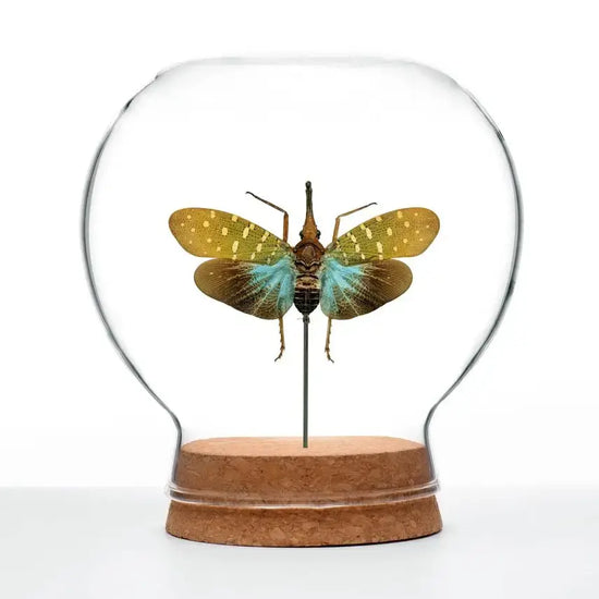 insect art - globe - teal lanternfly by green beetle shop