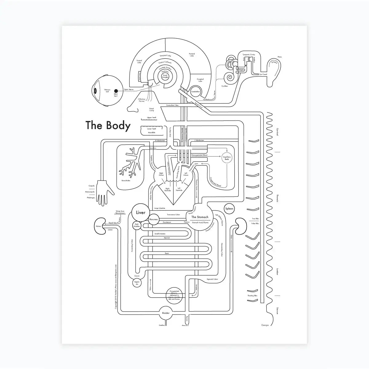 art print - letterpress - 8.5" x 11" - body by archie's press