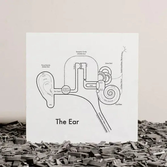 art print - letterpress - 8" x 8" - ear by archie's press