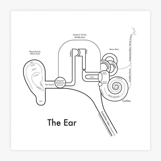 art print - letterpress - 8" x 8" - ear by archie's press