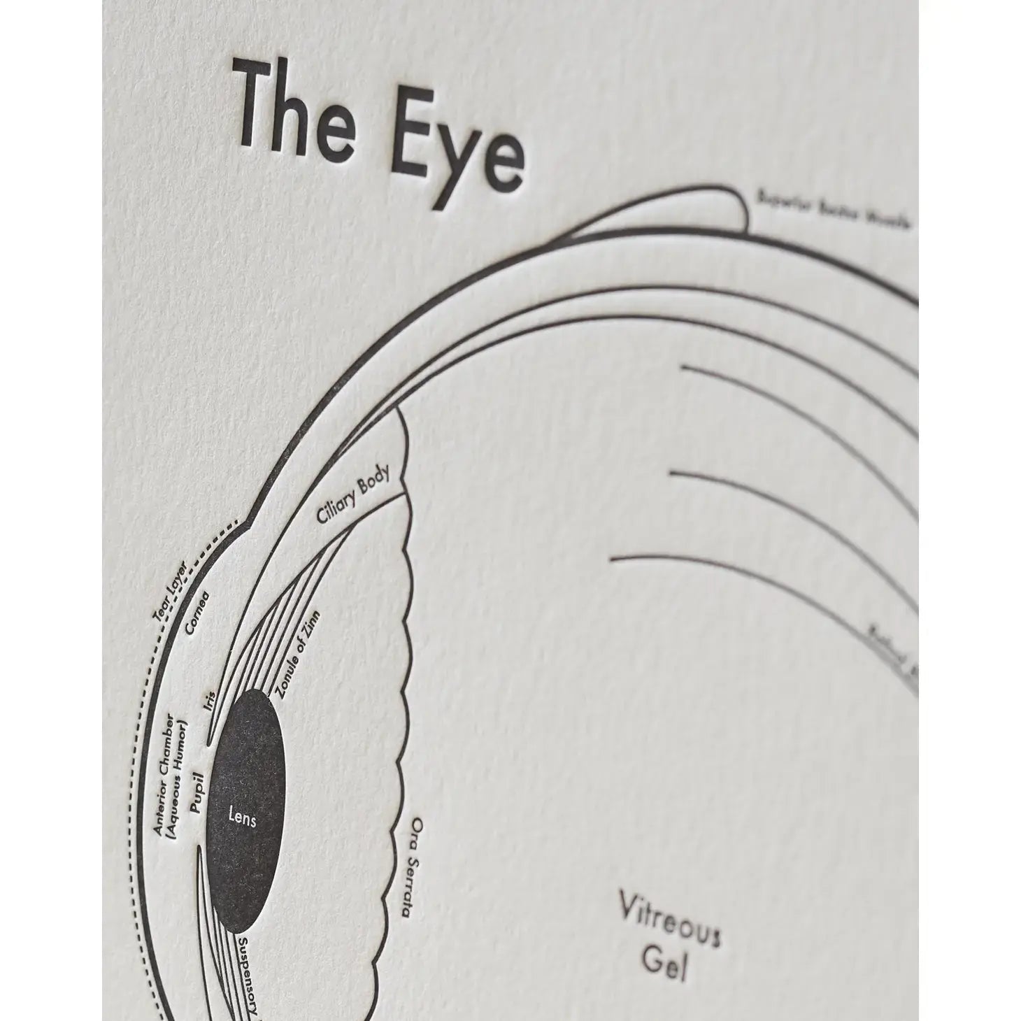 art print - letterpress - 8" x 8" - eye by archie's press