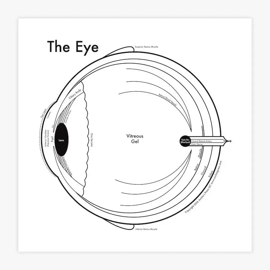 art print - letterpress - 8" x 8" - eye by archie's press