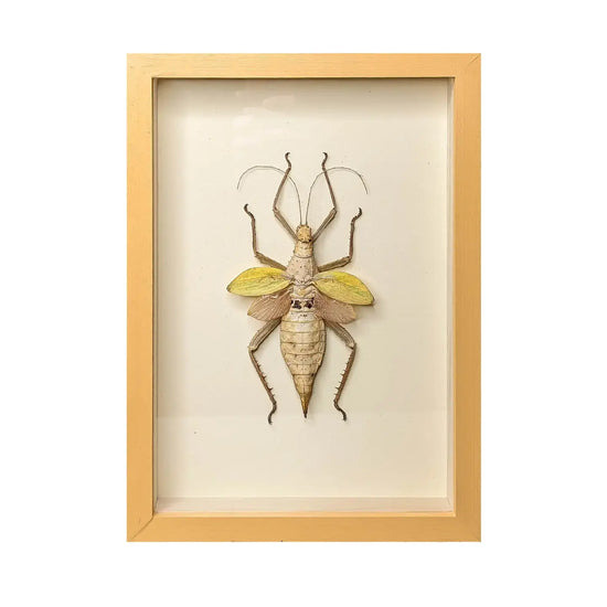 wall art - shadowbox - thorny devil yellow by green beetle shop