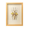 wall art - shadowbox - thorny devil yellow by green beetle shop