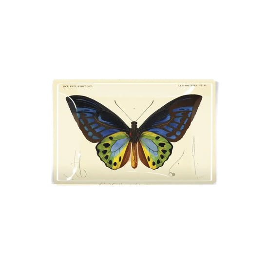 glass tray - decoupage - tropical butterfly by ben's garden