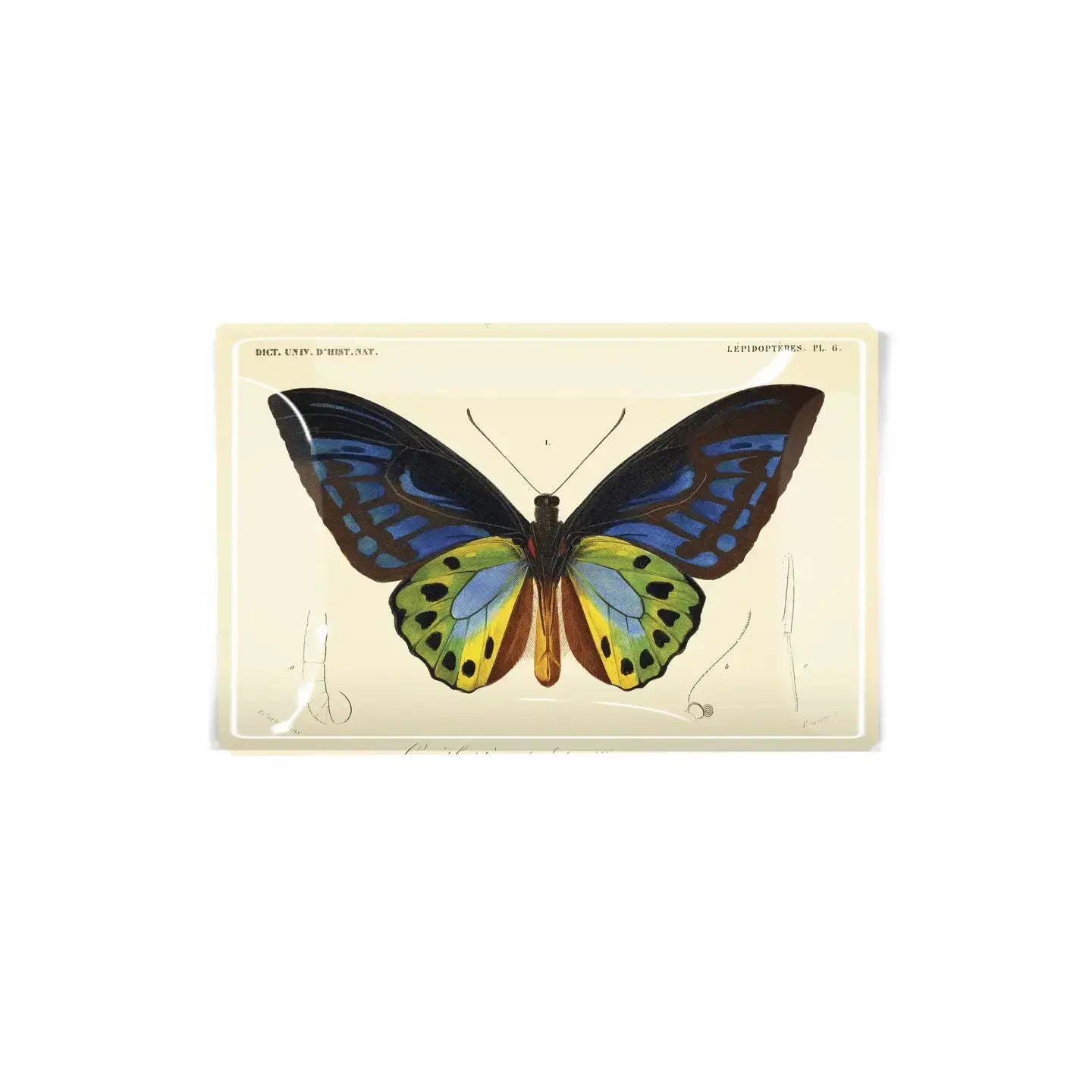 glass tray - decoupage - tropical butterfly by ben's garden