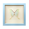 Wall Art | Shadowbox | Luna Moth