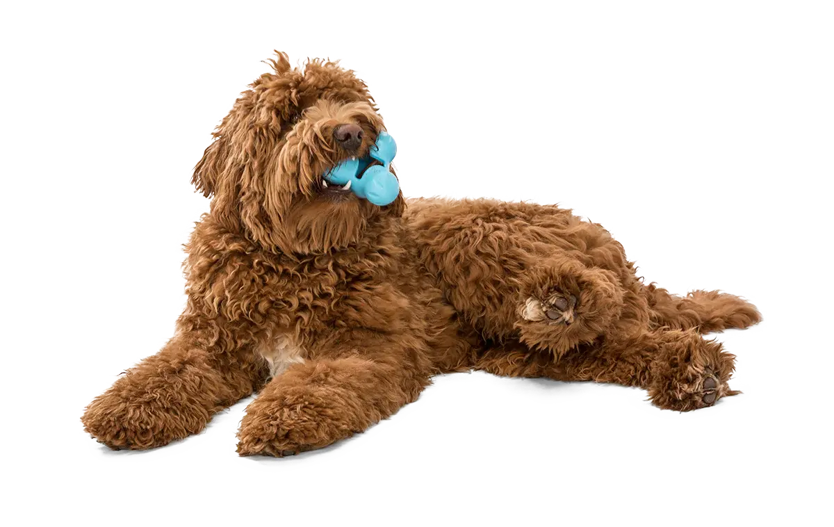 dog toy - tux® by west paw design