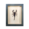 Wall Art | Shadowbox | Small Asian Forest Scorpion