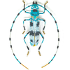 Brooch Pin | Large Beetle