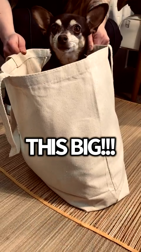 bag - canvas tote - cats by counter couture