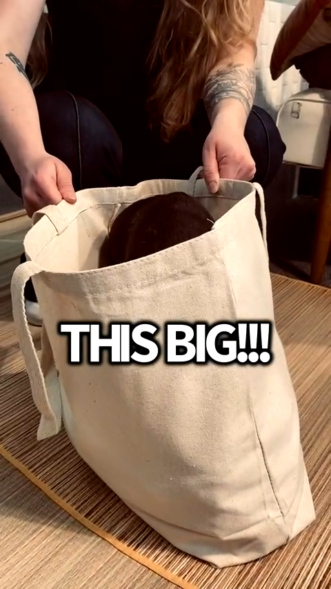 bag - canvas tote - dogs by counter couture