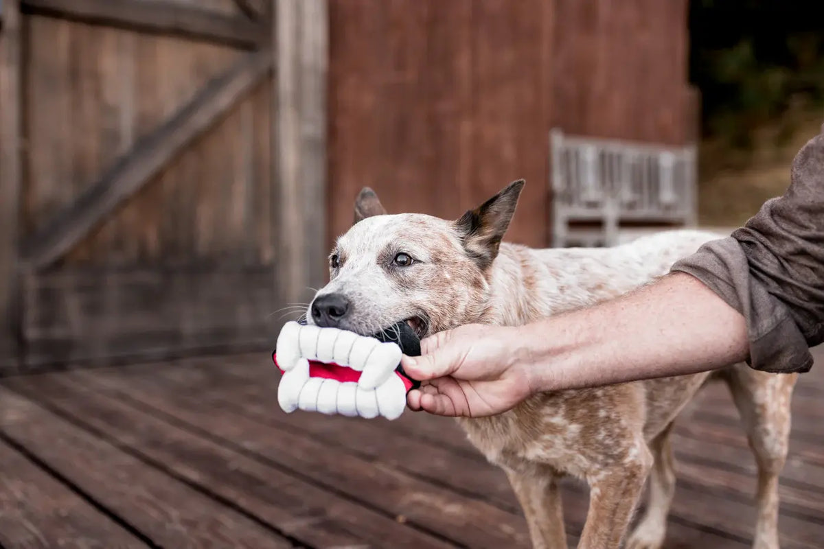 dog plush toy - halloween by p.l.a.y.