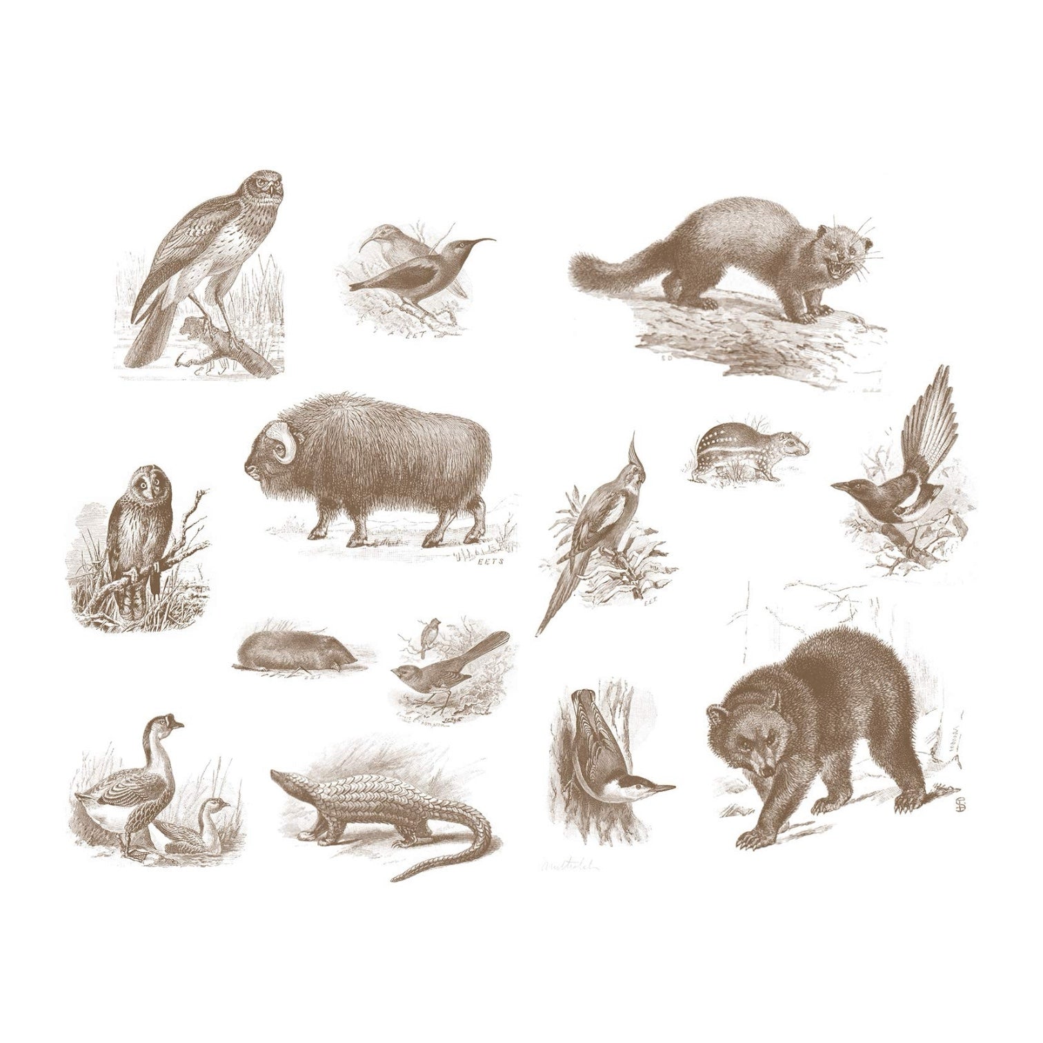 book - wild animals i have known by gibbs smith