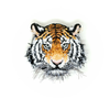 Brooch Pin | Sumatra Tiger