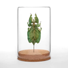 Insect Art | Globe | Gray's Leaf Insect