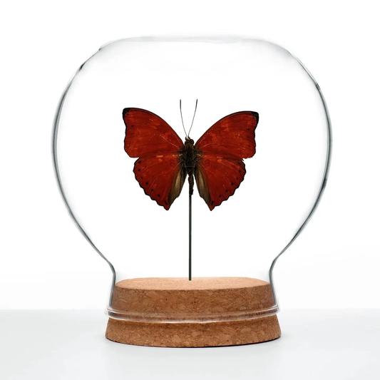 Insect Art | Globe | Blood-Red Glider Butterfly